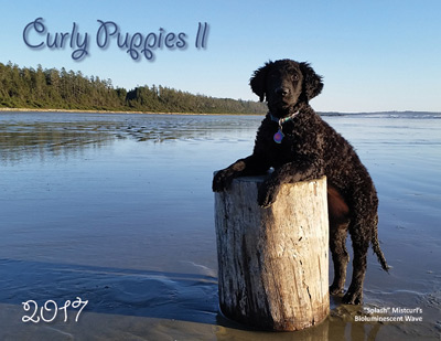 Calendar Cover "Curly Puppies II